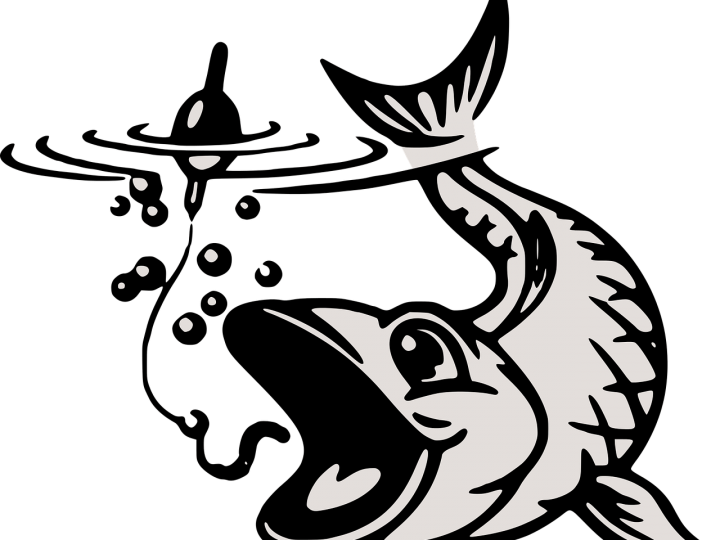 Die Quappe wird bei uns wieder heimisch